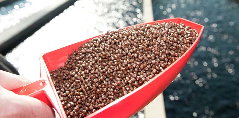 The Benefits of Using Floating Fish Feed for Aquaculture