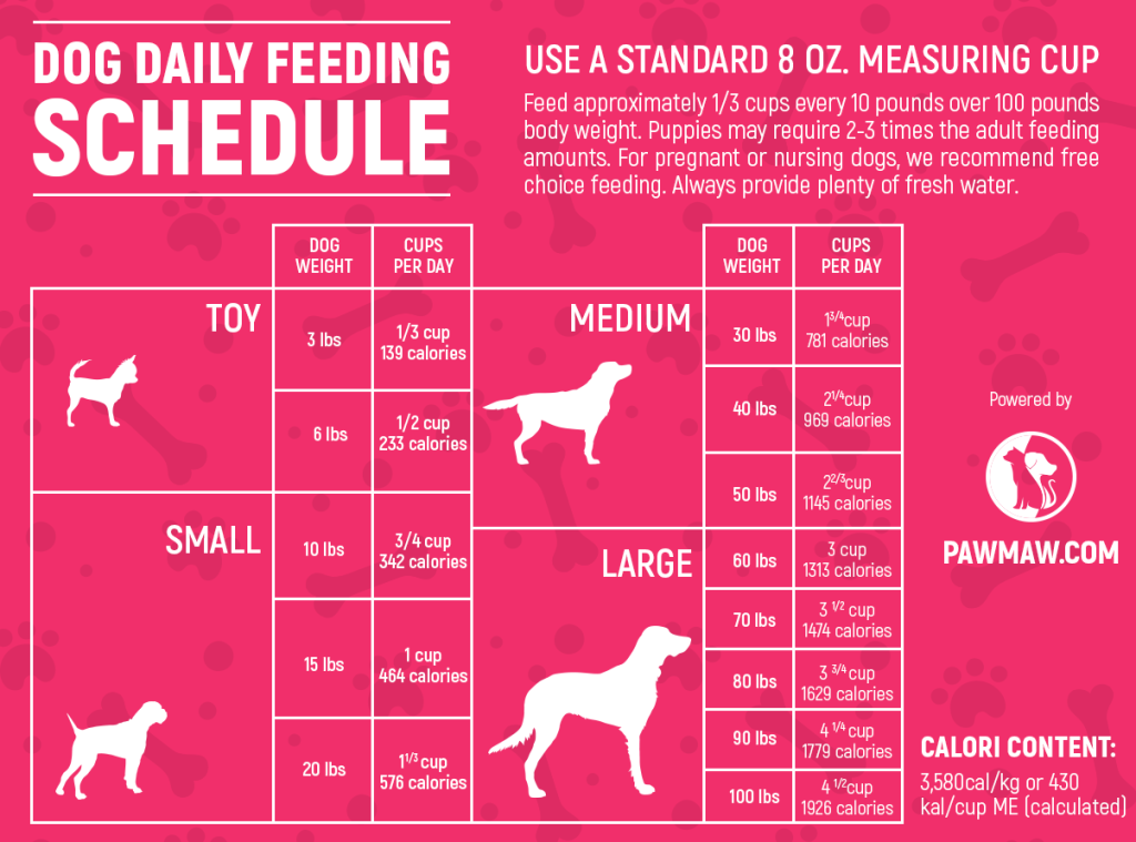 The Best Feeding Schedule for Dogs