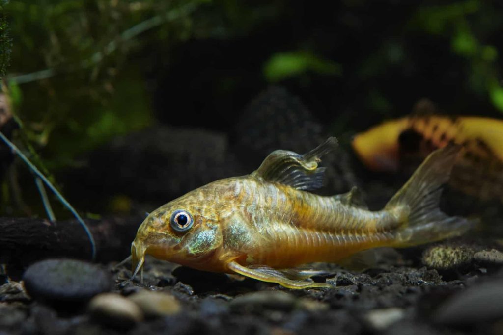 The Best Freshwater Bottom Feeder Fish for Your Aquarium