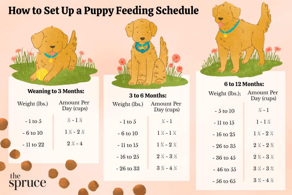 The Best Time to Feed Your Dog