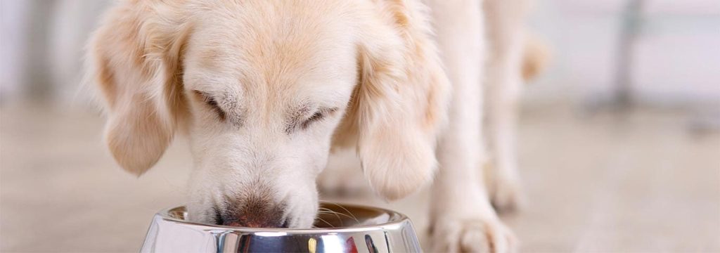 The Best Time to Feed Your Dog at Night