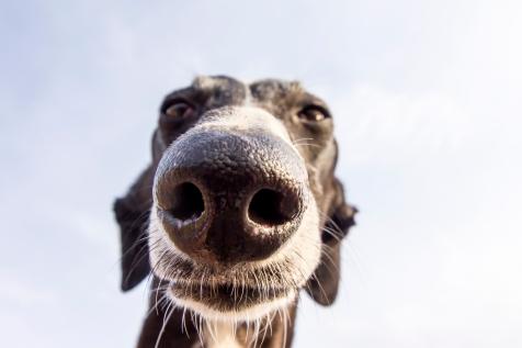 The Canine Nose: Exploring the World Through a Dogs Sniffing Camera
