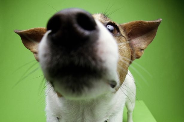 The Canine Nose: Exploring the World Through a Dogs Sniffing Camera