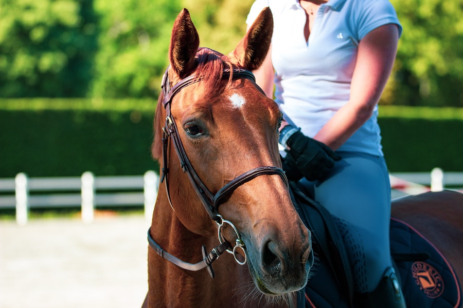 The Cost of Leasing a Horse