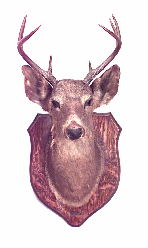 The Cost of Mounting a Deer Head