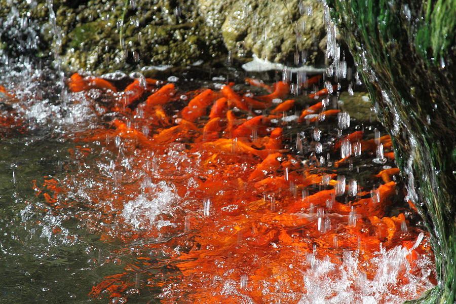 The Goldfish Feeding Frenzy