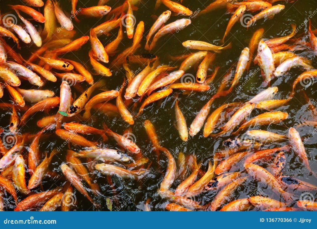 The Goldfish Feeding Frenzy
