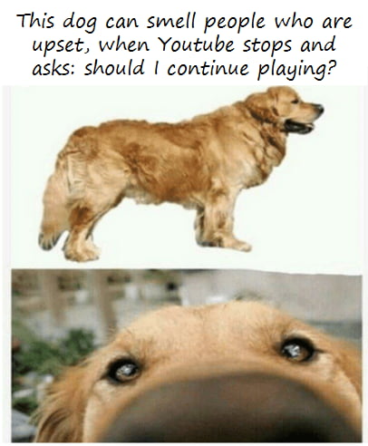 The Hilarious Dog Sniffing Meme