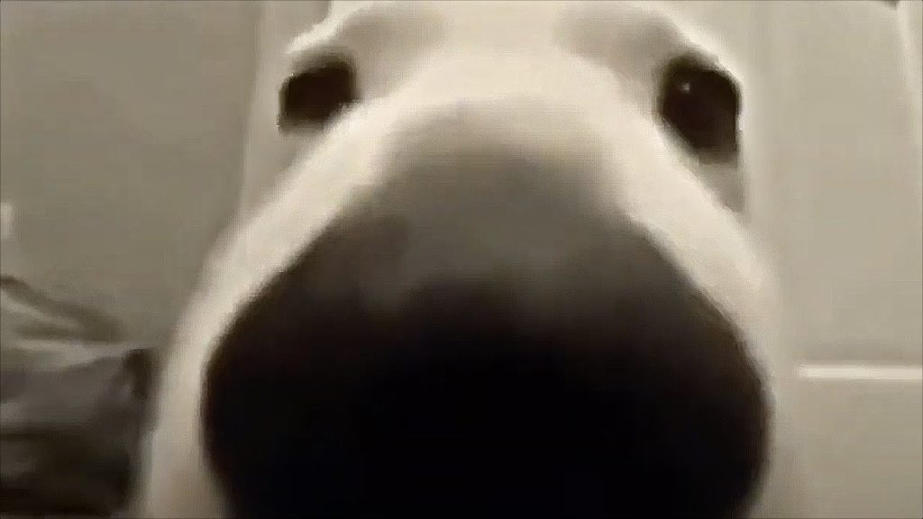 The Hilarious Dog Sniffing Meme