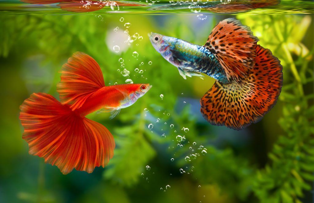 The Importance of Guppy Feeder Fish for Healthy Aquariums