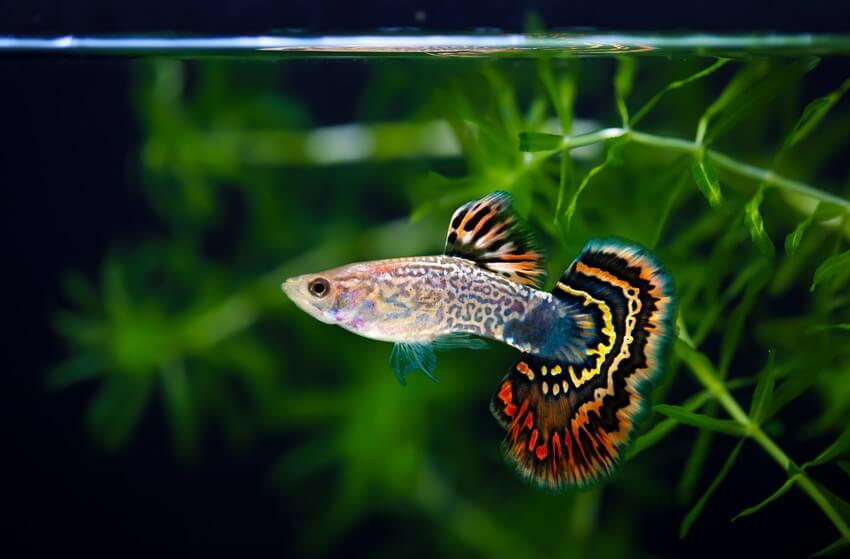 The Importance of Guppy Feeder Fish for Healthy Aquariums