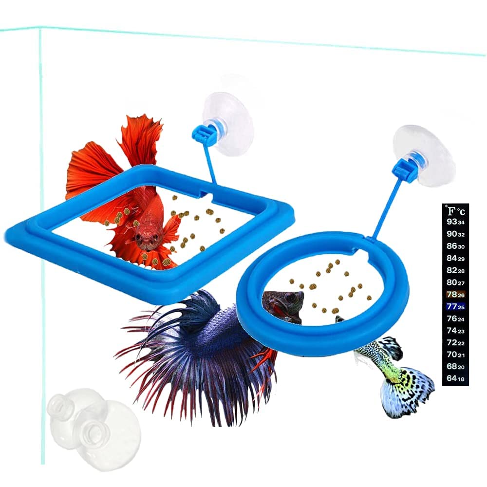 The Perfect Feeder Ring for Your Fish
