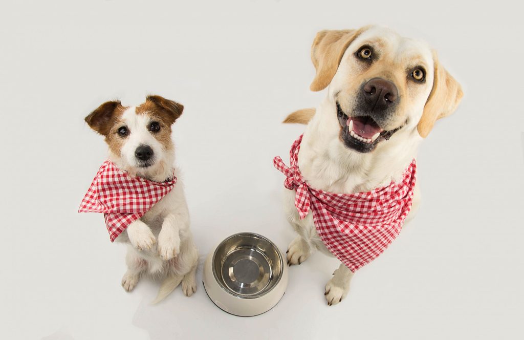 The Pros and Cons of Feeding Your Dog Once a Day