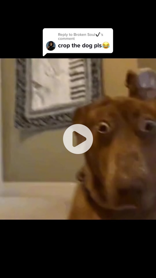 The Ultimate Dog Staring at Camera Meme Collection