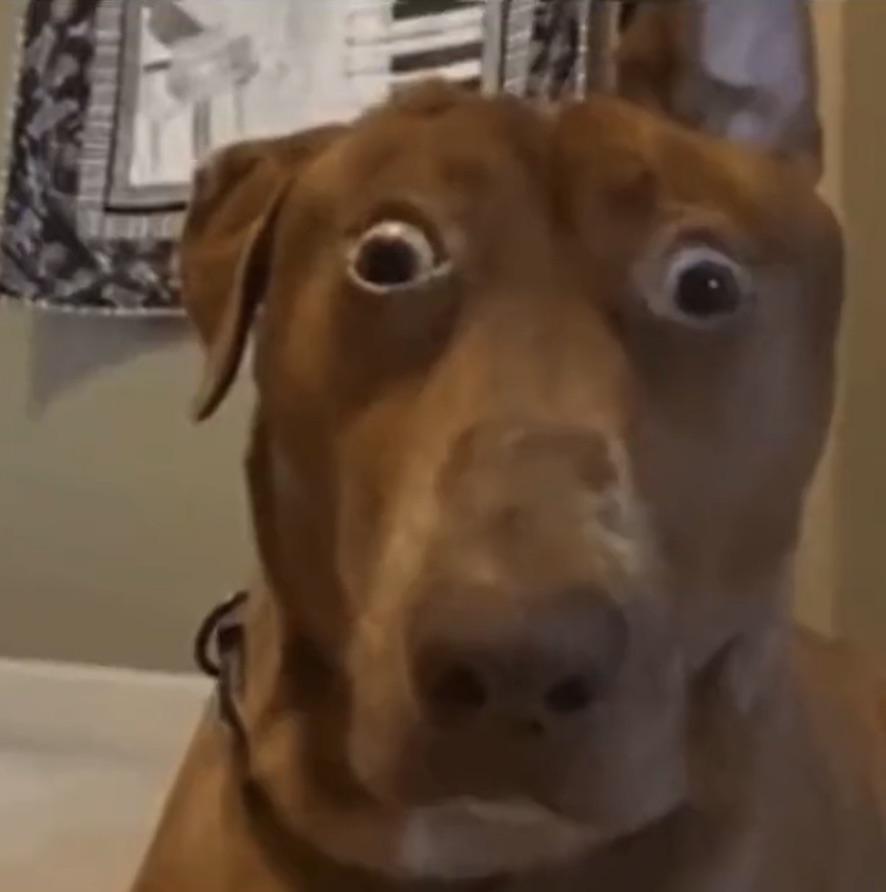 The Ultimate Dog Staring at Camera Meme Collection