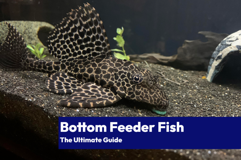 The Ultimate Guide to Bottom Feeder Fish Food