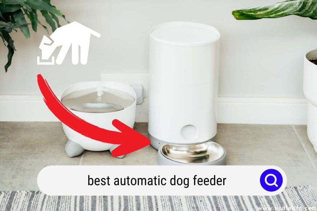 The Ultimate Guide to Choosing the Best Automatic Dog Feeder for Large Dogs