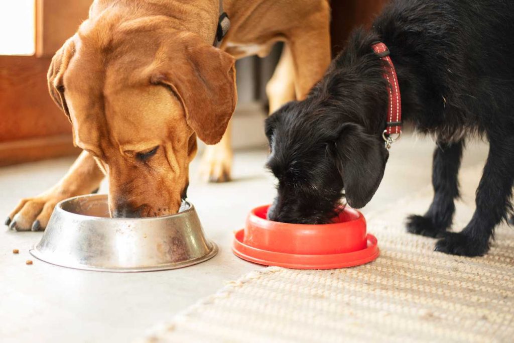 The Ultimate Guide to Finding a Quality Feed Store for Your Dogs Food
