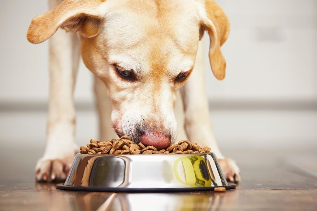 The Ultimate Guide to Finding a Quality Feed Store for Your Dogs Food