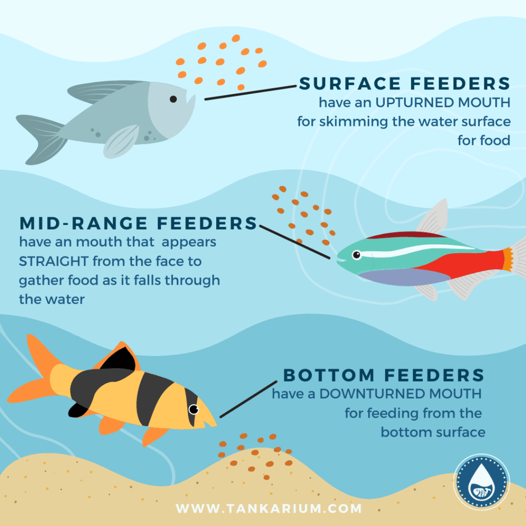 The Ultimate Guide to Fish Feeding