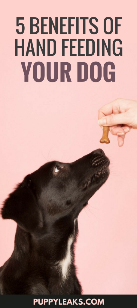 Tips for Hand Feeding Your Dog