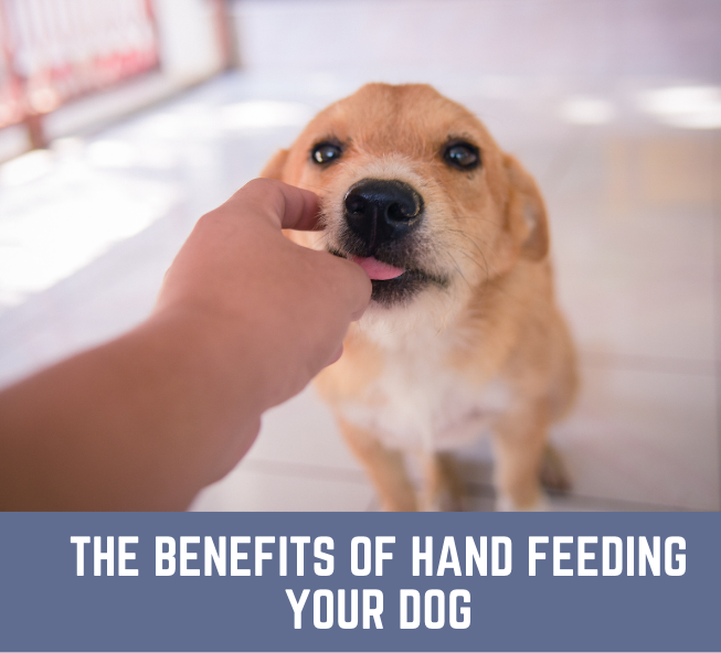 Tips for Hand Feeding Your Dog