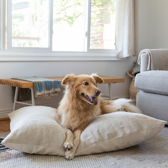 Top 10 Hollywood Inspired Dog Beds