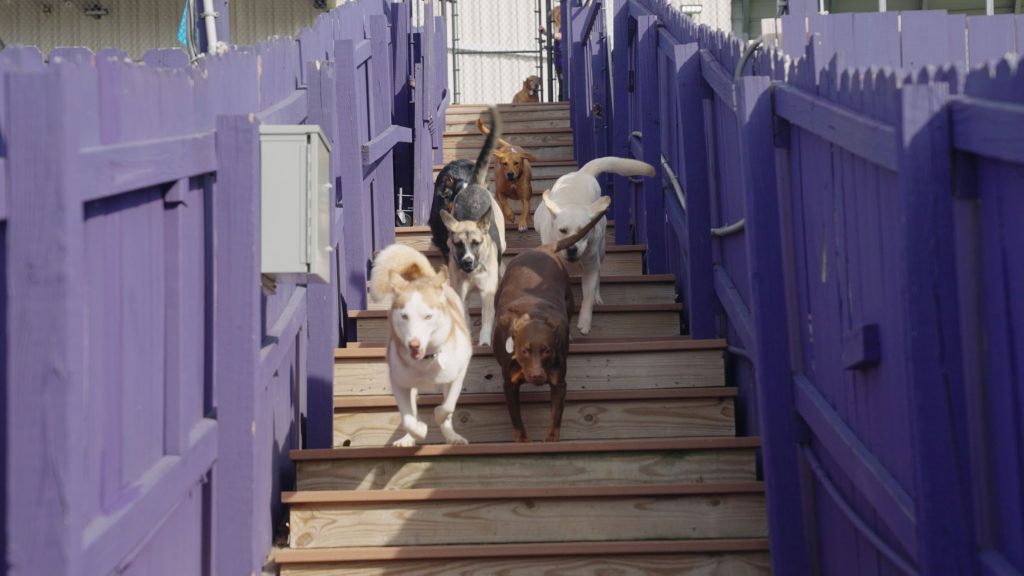 Top Dog Boarding Facilities with Live Cameras Near Me