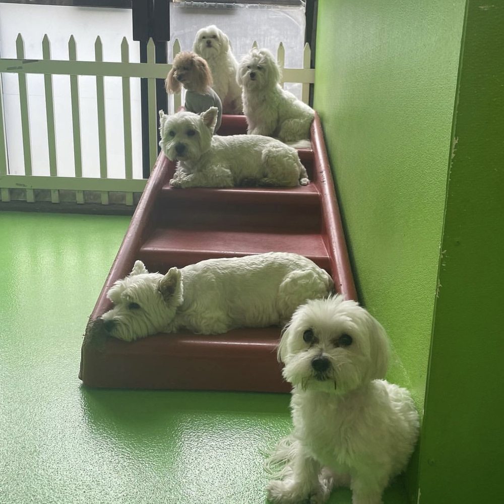 Top Dog Boarding Facilities with Live Cameras Near Me