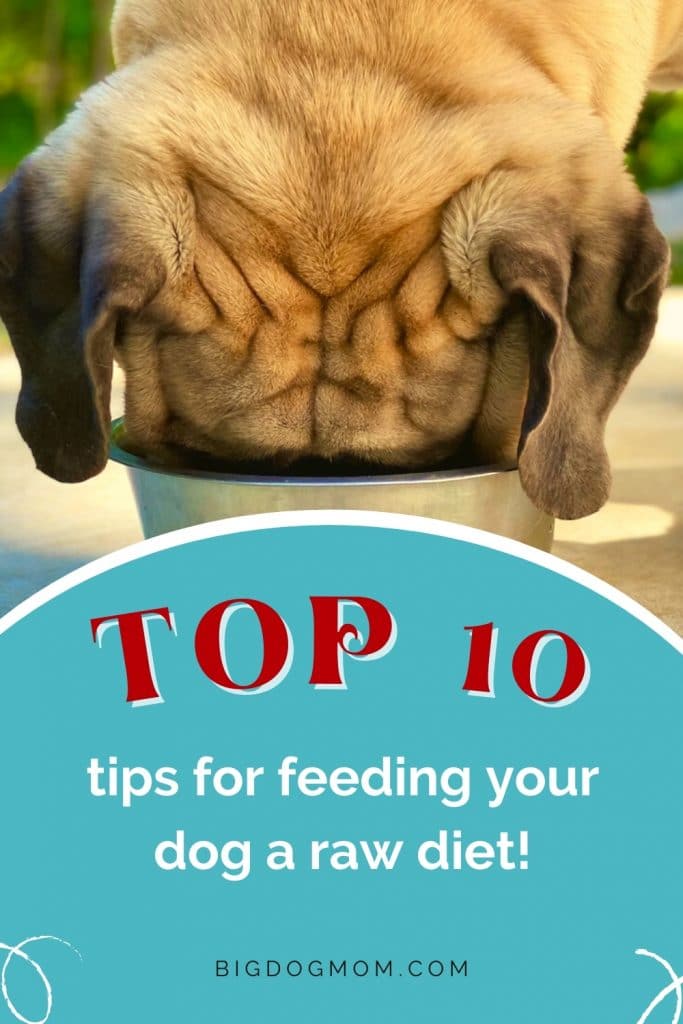Top Tips for Feeding Your Dogs