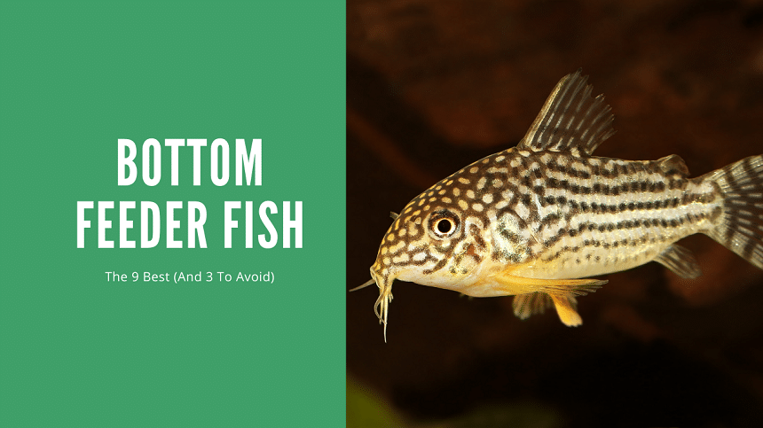 Types of Bottom Feeder Fish for Your Aquarium