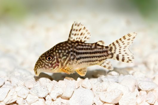 Types of Bottom Feeder Saltwater Fish