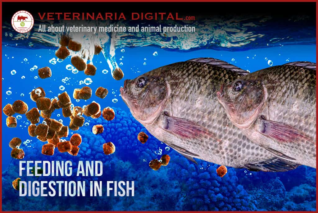 Understanding the Feeding Habits of Tilapia Fish