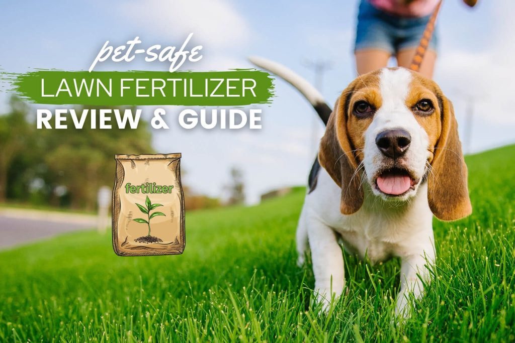 Weed  Feed: A Guide to Keeping Your Yard Healthy for Your Dogs
