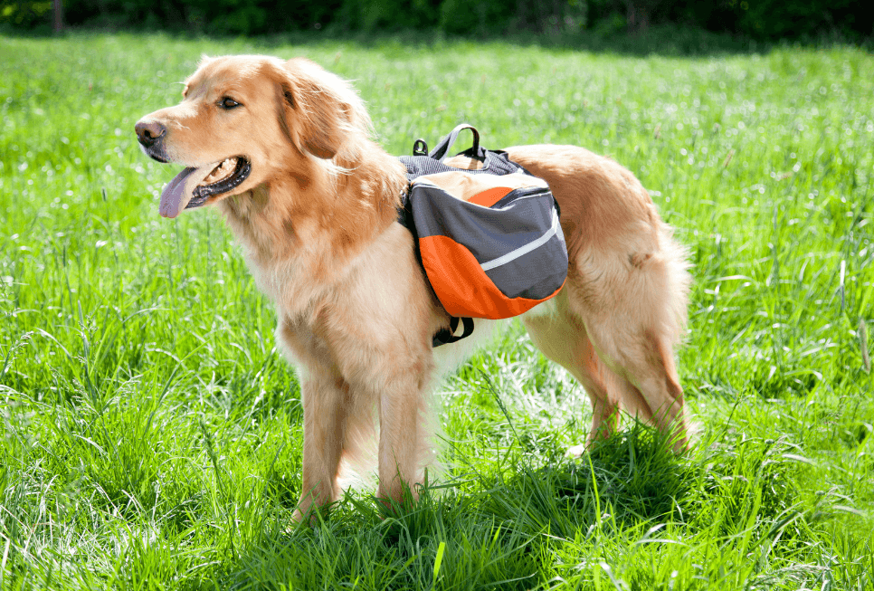 Choosing the Right Backpack for Your Dog