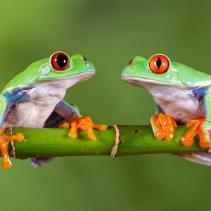 Cash Flow Frog Reviews