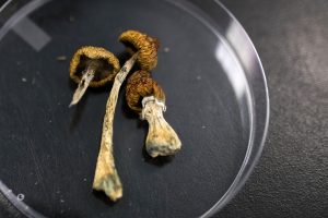 Golden Hour Mushroom Reviews