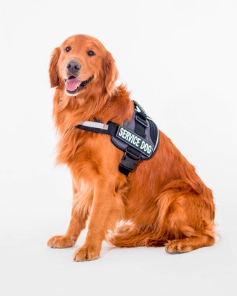 Guide Dog Harness: Enhancing Mobility And Independence