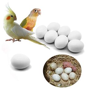 How Long Does It Take for Cockatiel Eggs to Hatch