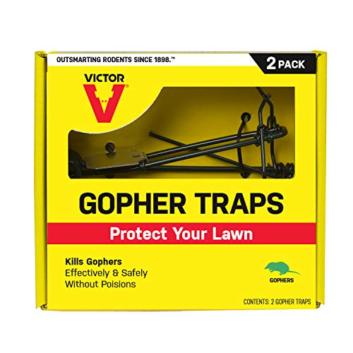 How to Set Gopher Trap Victor