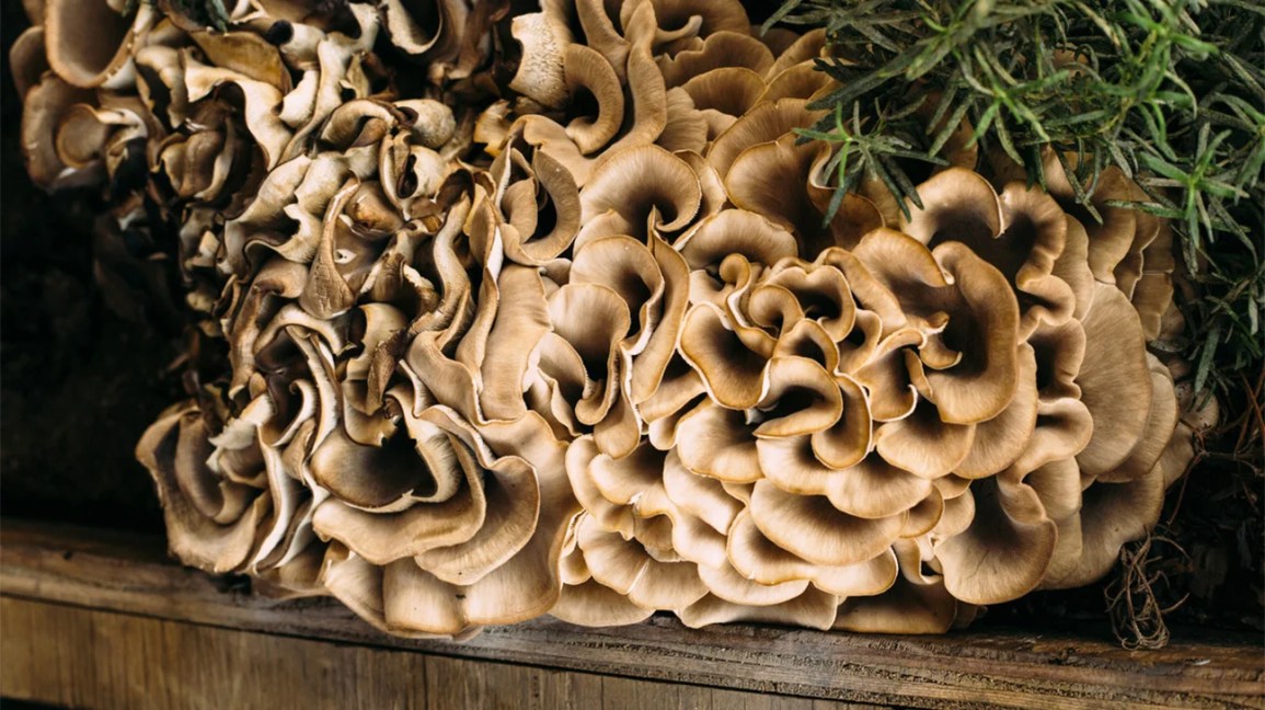 Texas Mushroom Identification Guide: Nurturing Mycology Knowledge