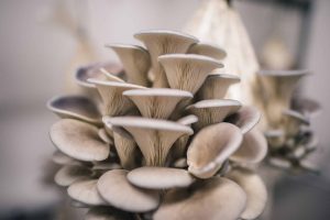 Air Purifier for Growing Mushrooms