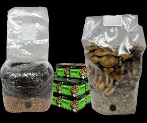 Mushroom Bags With Injection Port