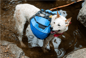 Dog Backpacks