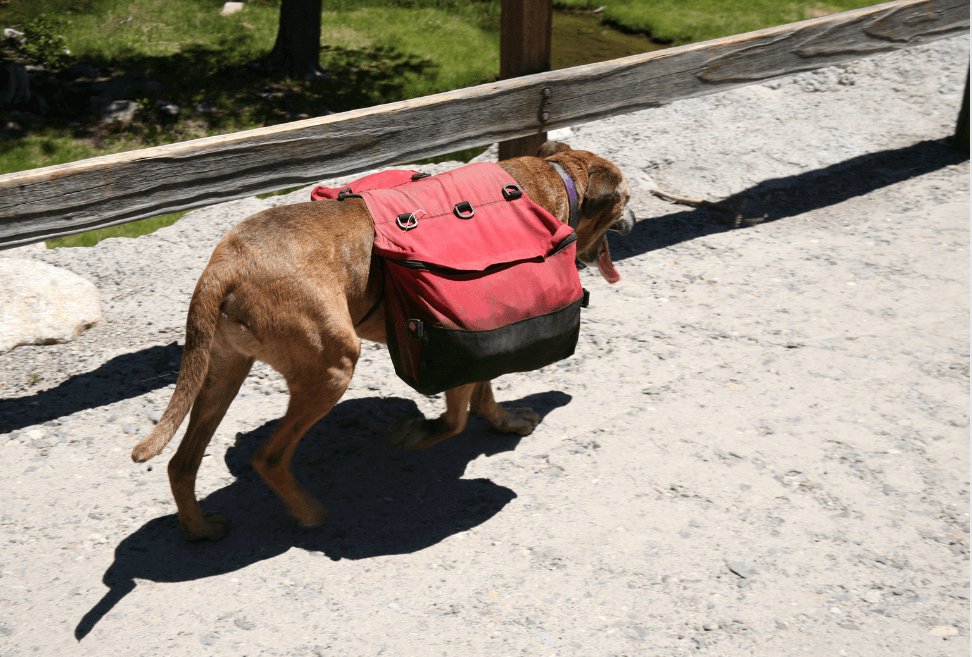 How to Choose the Perfect Dog Backpack